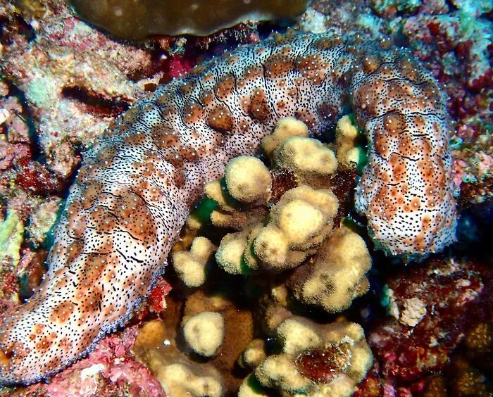 Sea Cucumbers
