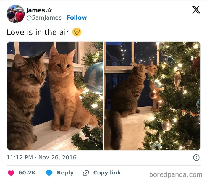 53 Wholesome Internet Finds That Might Just Lift Your Mood