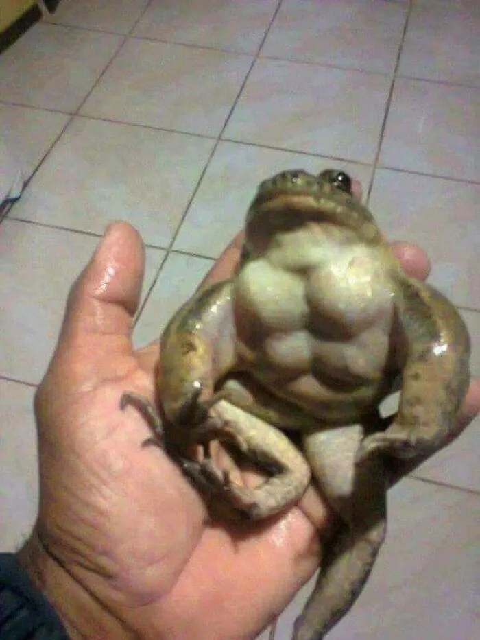 Hilarious and cute animal images: a muscular frog held in a person's hand, showcasing its buff physique.