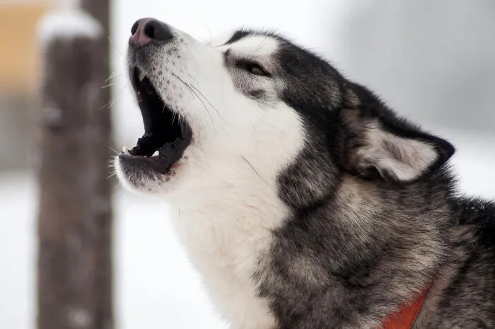 35 Terrifying Real-Life Stories About The Most Disturbing Sounds That People Ever Heard