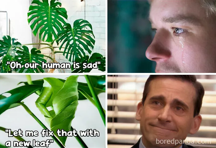 This IG Page Is Rife With Funny Plant Memes, And These 59 Are The Best So Far (New Pics)