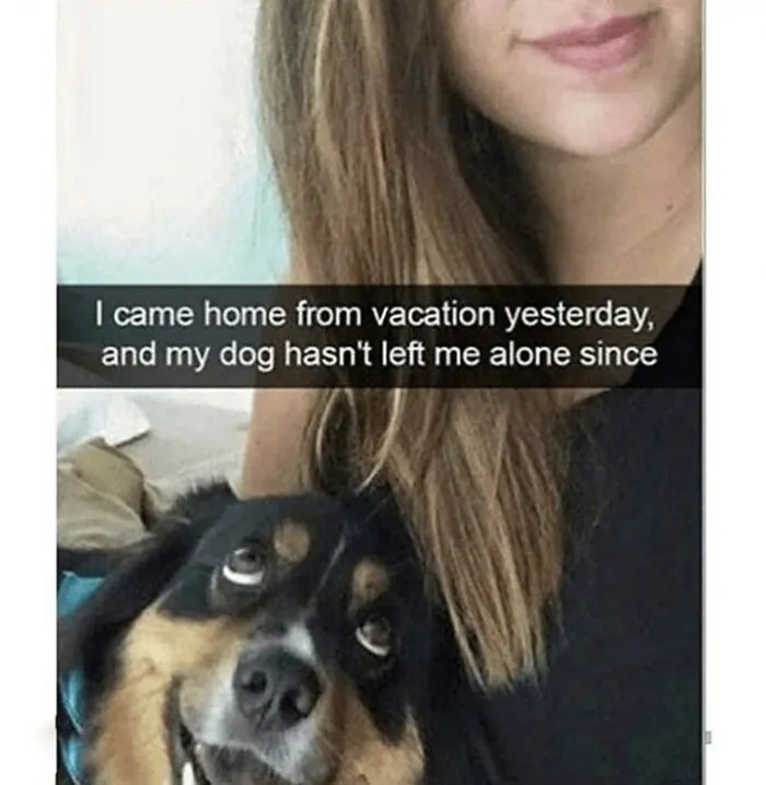 61 Hilarious Memes Featuring Cute, Funny And Mischevious Dogs