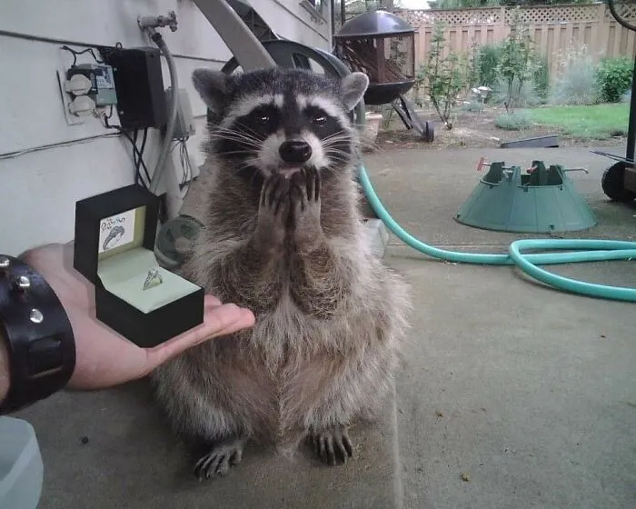 30 «Imágenes importantes de animales» que te harán sonreír