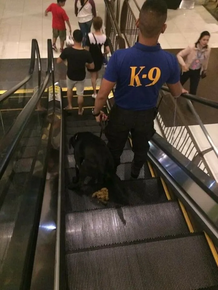 Important animal image: A K-9 officer and his black dog on an escalator, a cute animal moment.