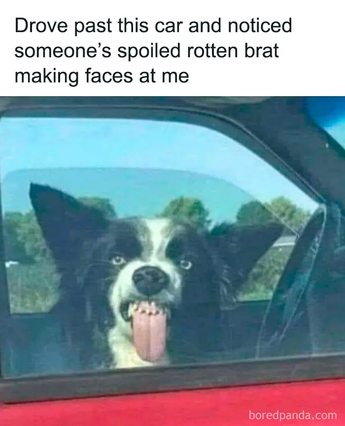 61 Hilarious Memes Featuring Cute, Funny And Mischevious Dogs