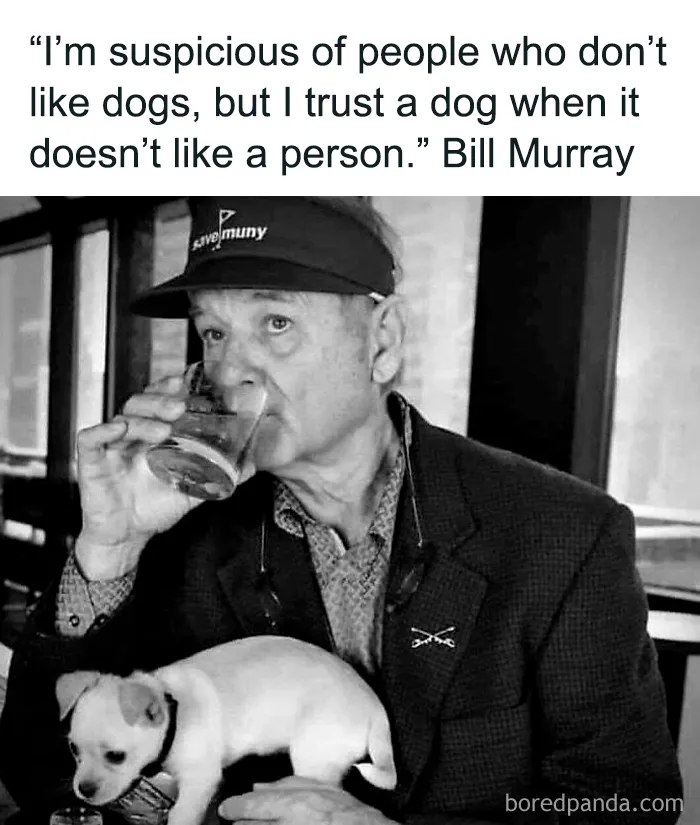 61 Hilarious Memes Featuring Cute, Funny And Mischevious Dogs