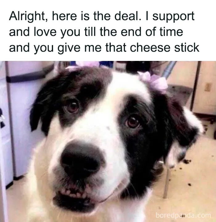 61 Hilarious Memes Featuring Cute, Funny And Mischevious Dogs