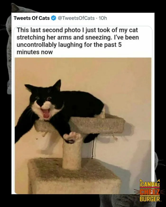 52 Cat Posts Shared By This Page That Are Funny, Sweet, And Spot On