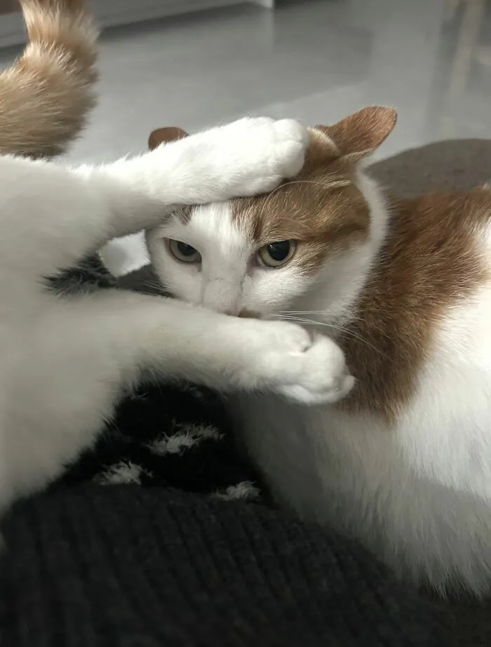 Two cats play, one playfully covers the other's face with its paws in a sweet, weird moment.