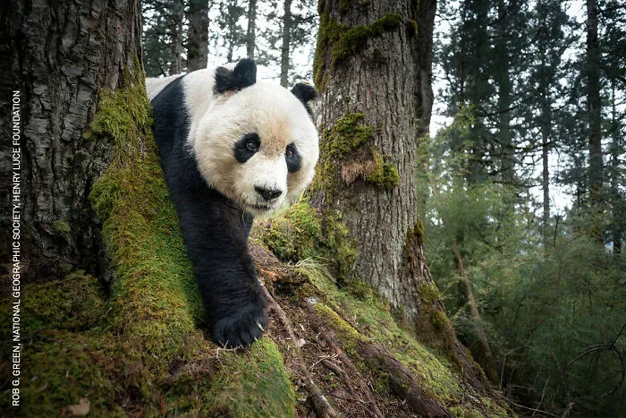 Asia-Pacific And Oceania, Singles: Mountain Resident Of Wanglang By Rob G. Green, National Geographic Society, Henry Luce Foundation