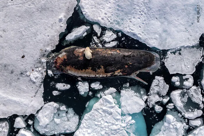 Europe, Singles: Polar Bear On Sperm Whale By Roie Galitz