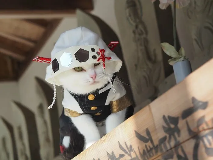 23 Handmade Costumes That This Guy Created For His Cats' Cosplays (New Pics)