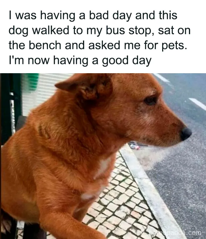 61 Hilarious Memes Featuring Cute, Funny And Mischevious Dogs