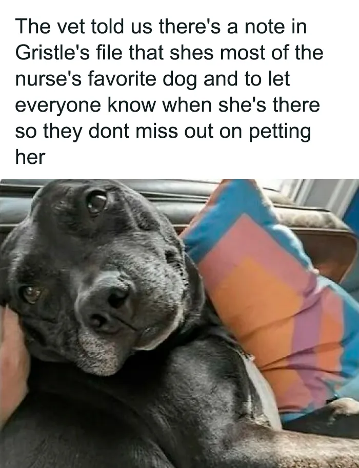 61 Hilarious Memes Featuring Cute, Funny And Mischevious Dogs
