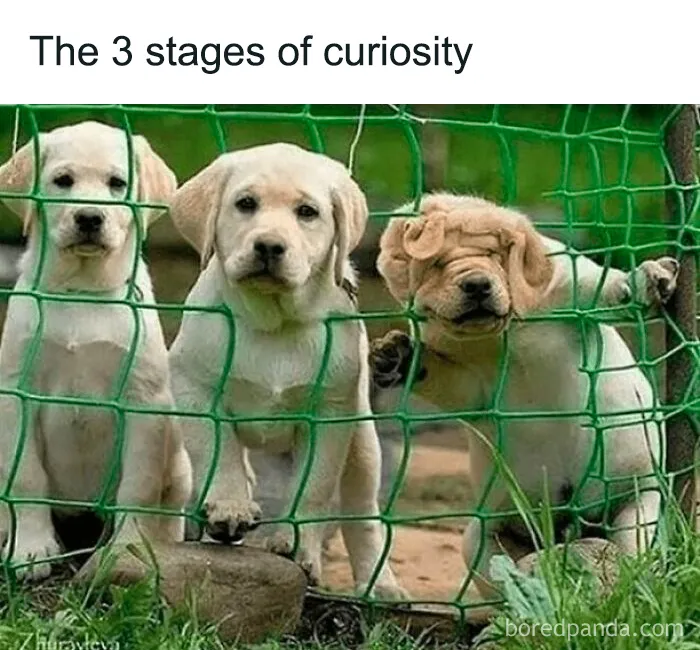 61 Hilarious Memes Featuring Cute, Funny And Mischevious Dogs
