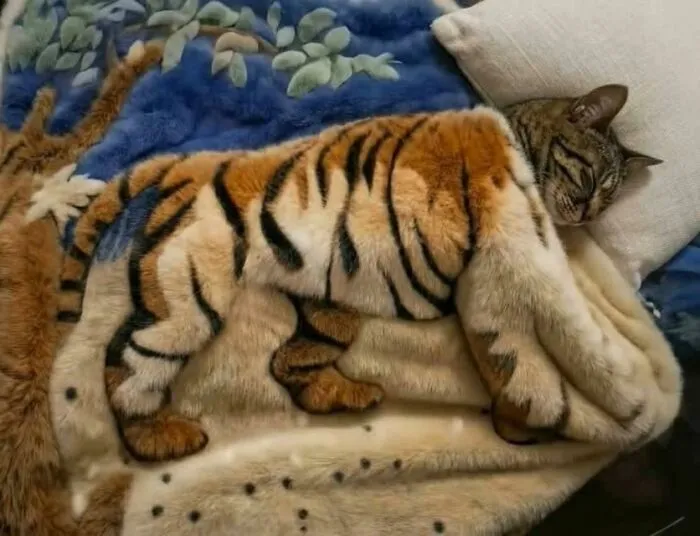 This Page Shared 40 Funny Pics With Cats Who Have Absolutely No Respect For Rules, Logic, Or Personal Space