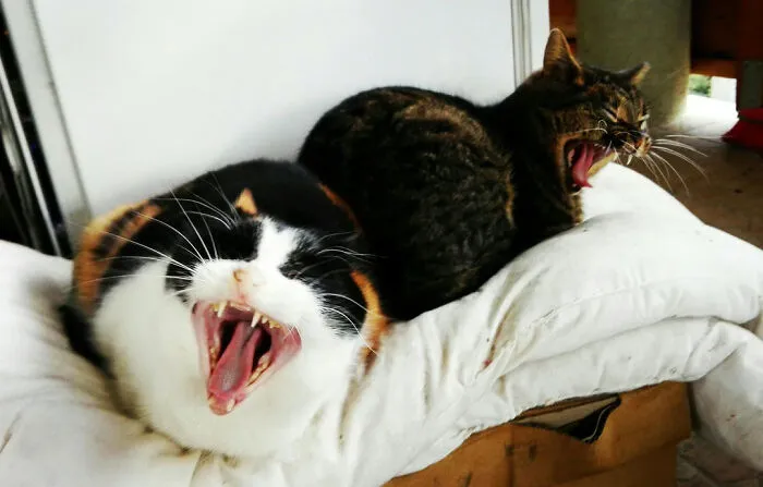 Contagious Yawning