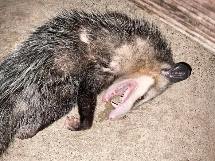 Opossums