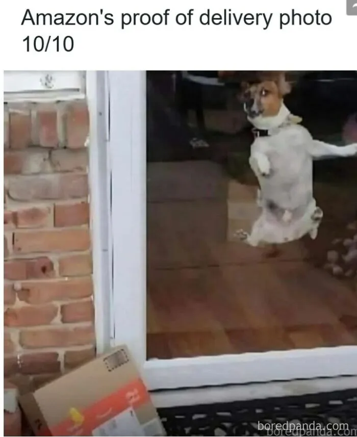 61 Hilarious Memes Featuring Cute, Funny And Mischevious Dogs