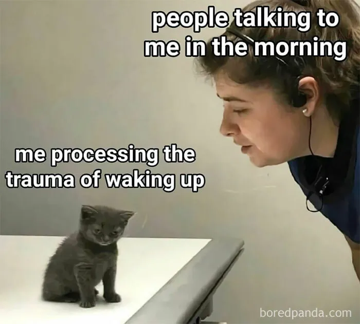 79 Silly Memes That Feel Suspiciously Relatable
