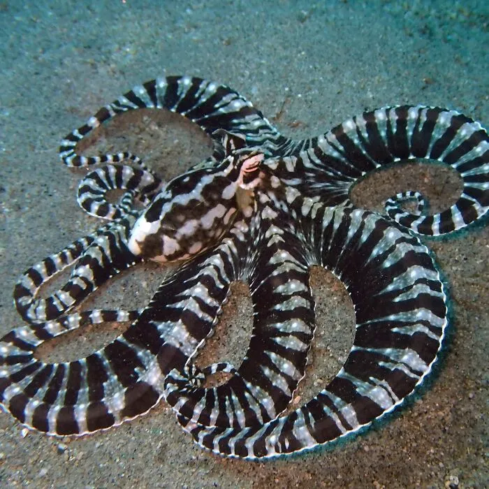 Mimic Octopus