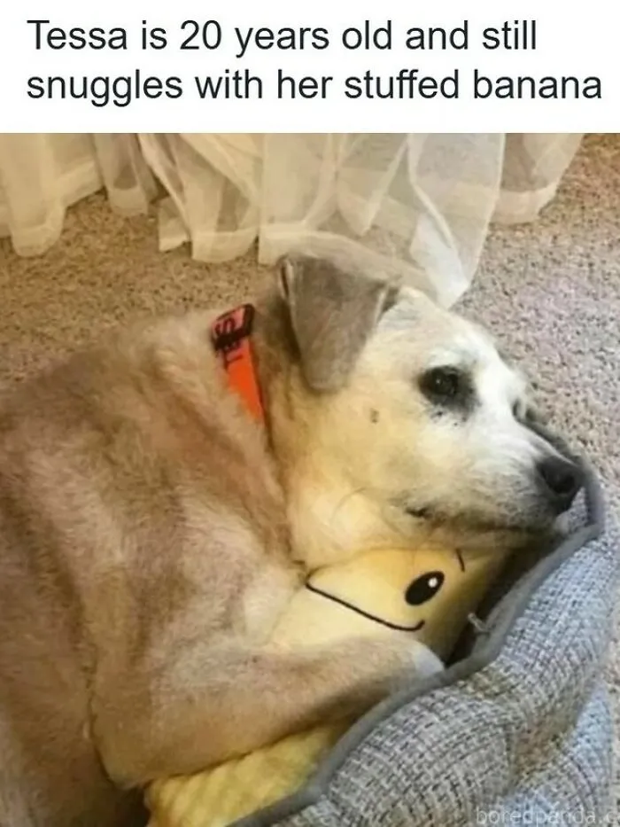 61 Hilarious Memes Featuring Cute, Funny And Mischevious Dogs