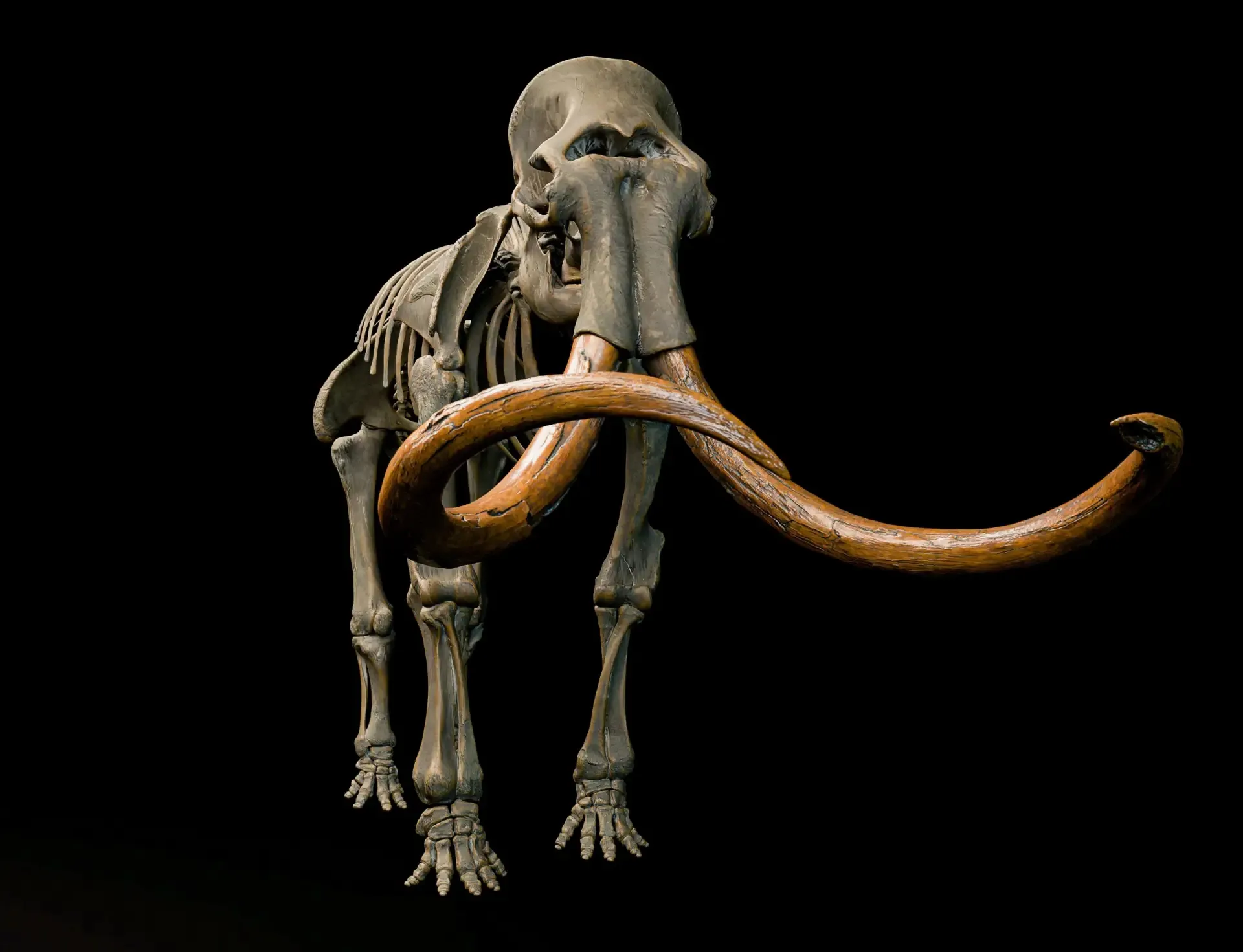 Parma — A 7-Meter Ice Age Giant That Doesn’t Exist Anywhere Else Today