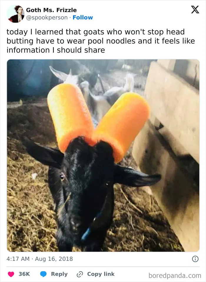 Bad Goats Get The Restraint Noodles