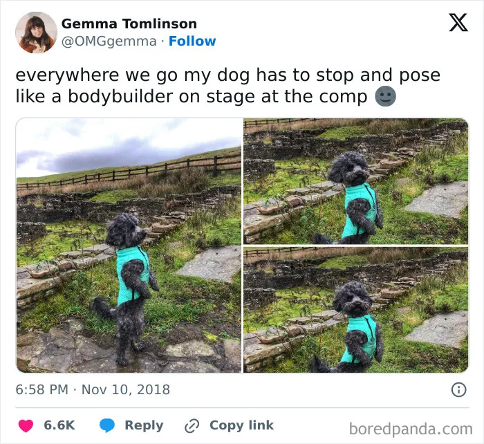 Dude Just Wants To Flex His Bipedal Skills