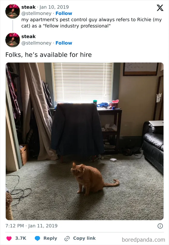 Professional Pest Control Cat