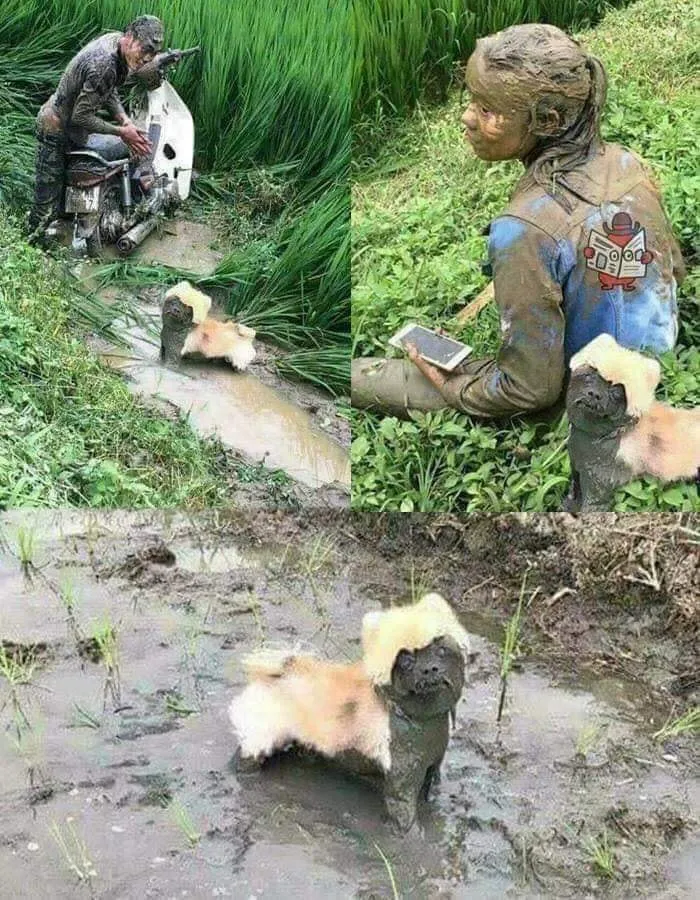 A three-panel image of a person and a cute dog covered in mud after an incident, part of important animal images.