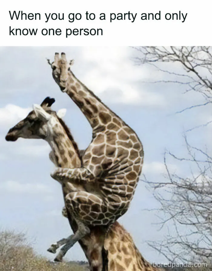 79 Silly Memes That Feel Suspiciously Relatable