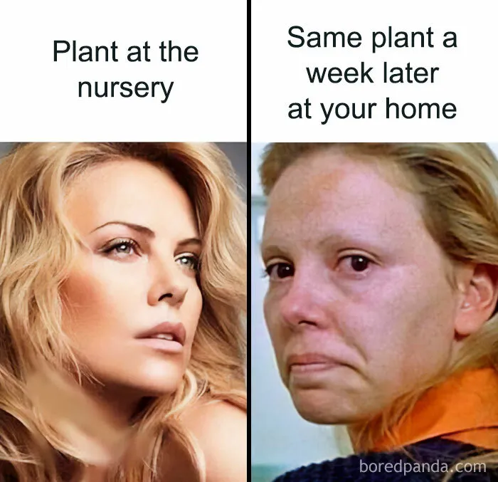 This IG Page Is Rife With Funny Plant Memes, And These 59 Are The Best So Far (New Pics)