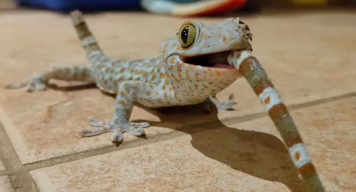 Tokay Gecko 