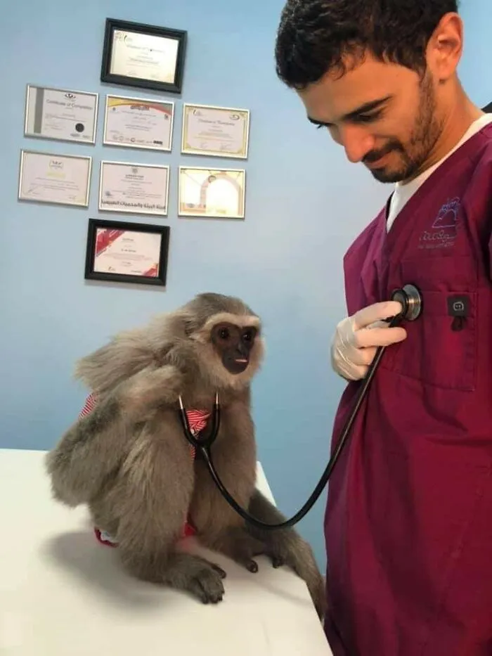 30 «Imágenes importantes de animales» que te harán sonreír