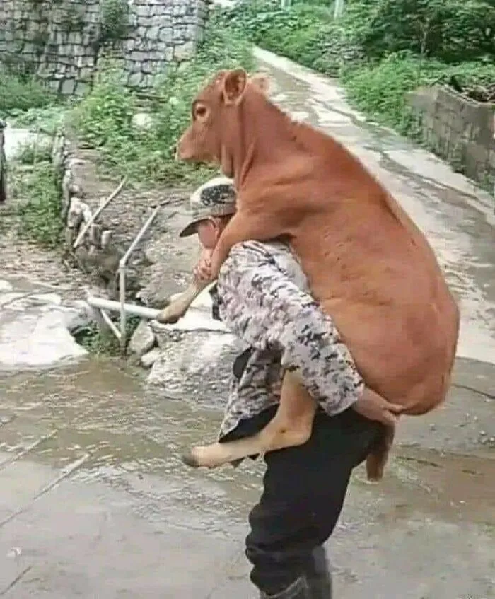 30 «Imágenes importantes de animales» que te harán sonreír