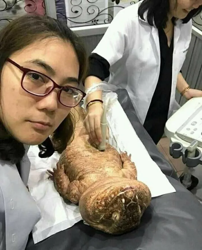 Cute important animal image showing two vets examining a large reptile on an ultrasound machine.