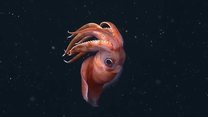 Octopoteuthis Deletron Squid