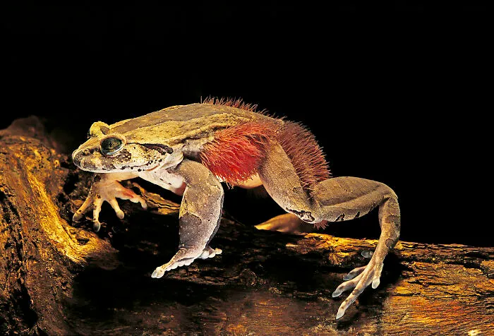 Hairy Frog