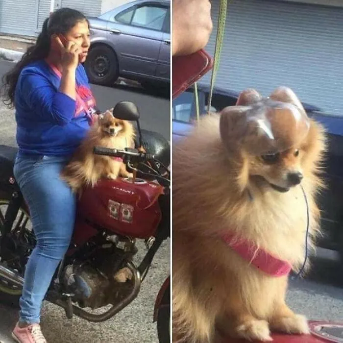 A fluffy dog wearing a helmet on a motorcycle with its owner, a hilarious important animal image.