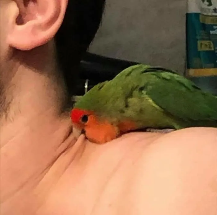 A cute lovebird snuggling on a person's shoulder, a heartwarming important animal image.