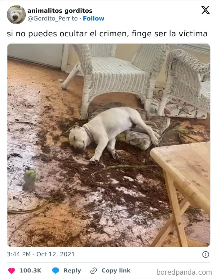 "If You Can't Hide The Crime, Pretend To Be The Victim"