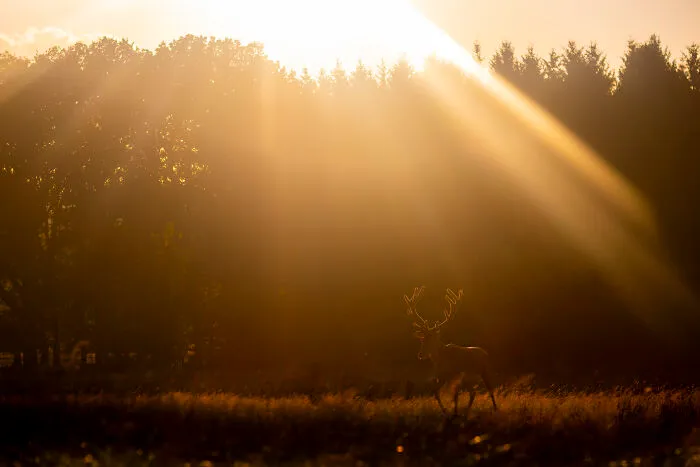 30 Incredible Moments In Nature Captured By Michel d'Oultremont