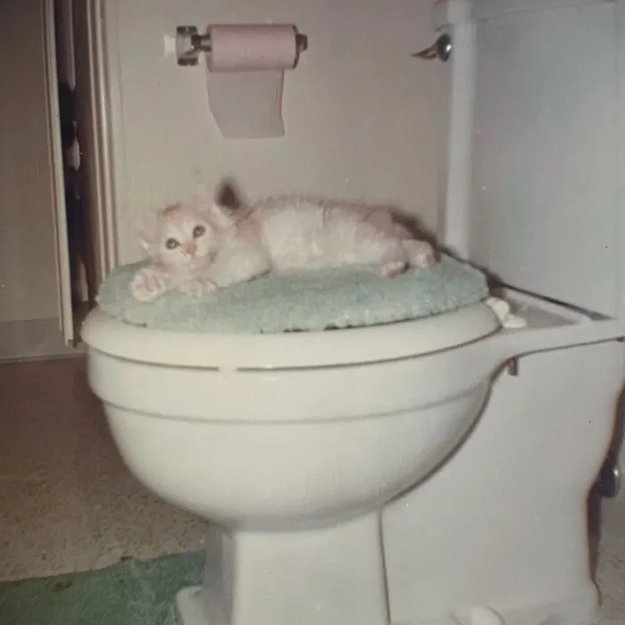 100 Fascinating Historical Photos That Might Change Your Perspective On Cats, As Shared By This Page (New Pics)