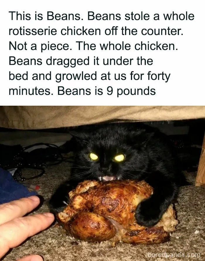 59 Hilariously Relatable Memes From People Who Gave Up On Life, But Not On Humor (New Pics)