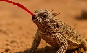 Scared Animals: 15 Creatures With The Most Extreme Fear Responses