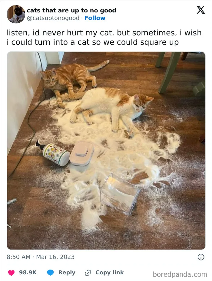Both Of Them Orange Too