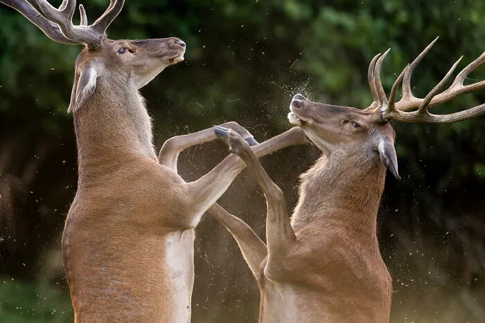 30 Incredible Moments In Nature Captured By Michel d'Oultremont