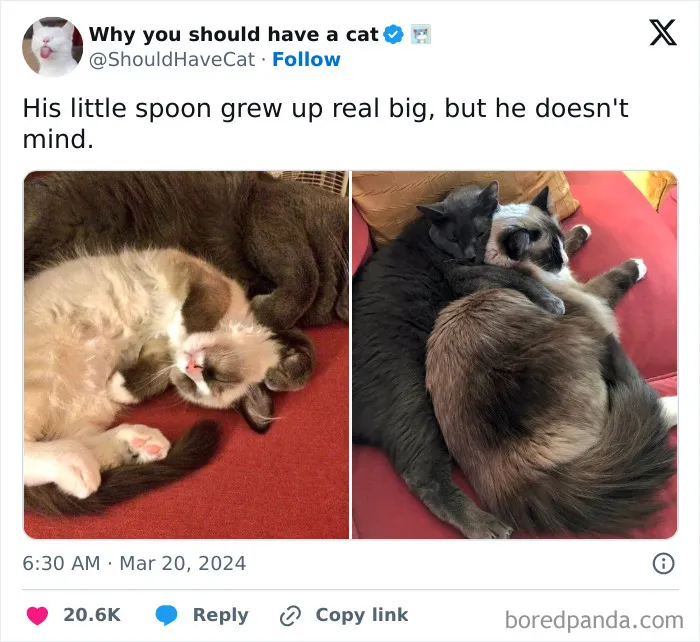 53 Wholesome Internet Finds That Might Just Lift Your Mood