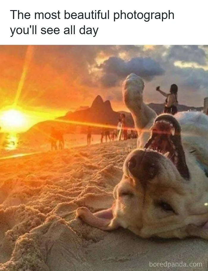 61 Hilarious Memes Featuring Cute, Funny And Mischevious Dogs
